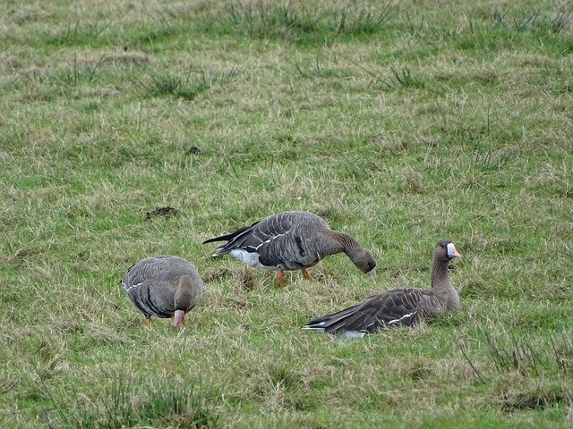 实用新型专利证书